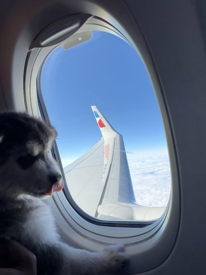 Pet Jet Pals