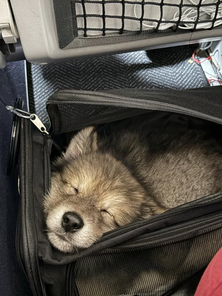 Pet Jet Pals