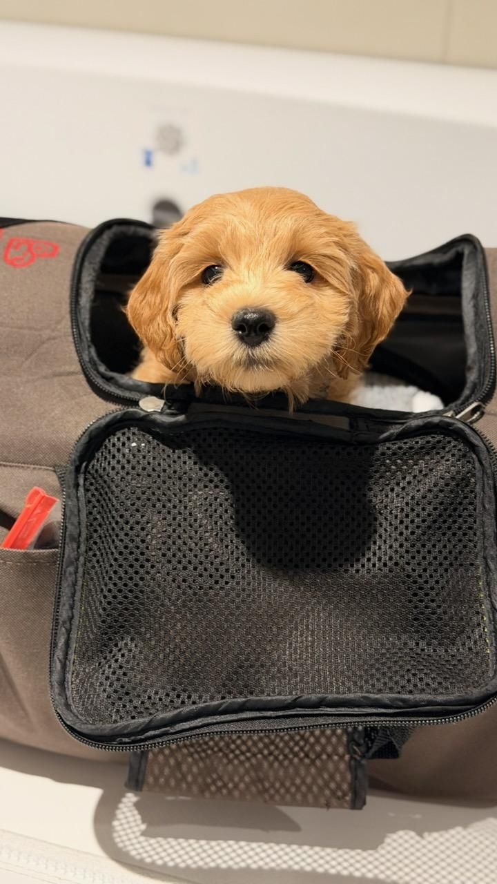 Pet Jet Pals
