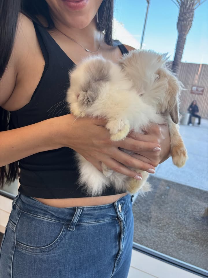 Pet Jet Pals