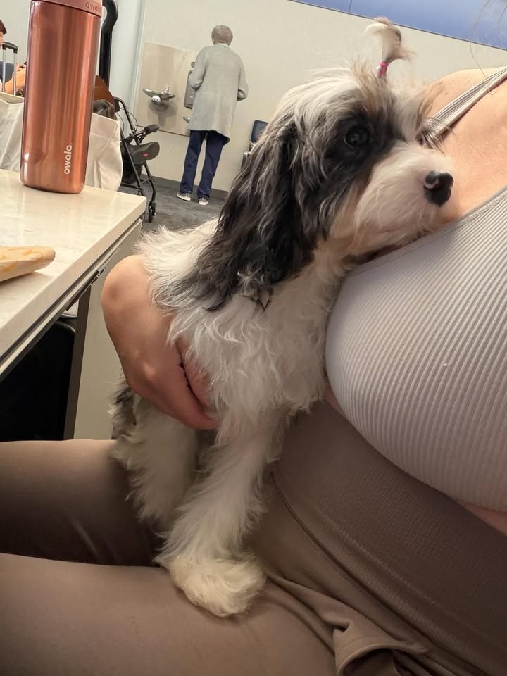 Pet Jet Pals