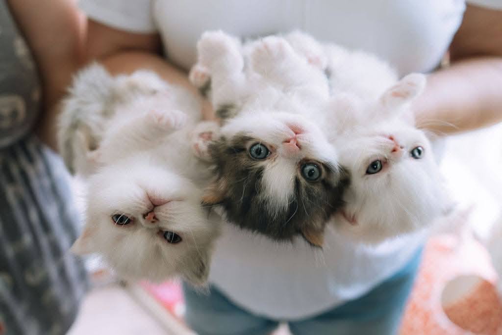 Pet Jet Pals