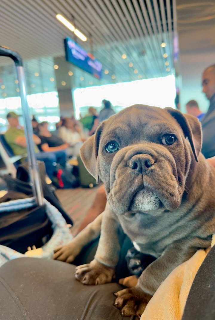 Pet Jet Pals